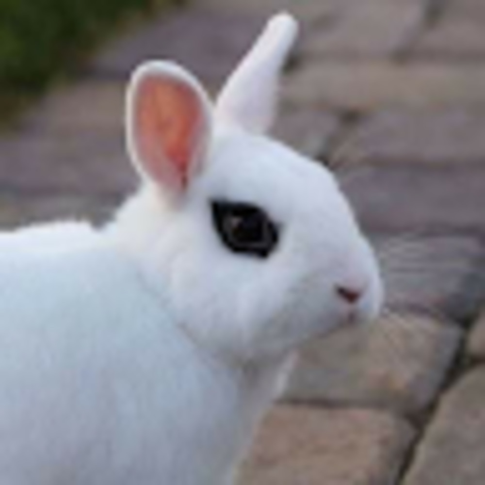 Meet your Posher, Diamond